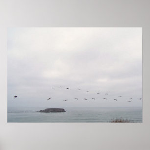 Poster Oiseaux dans l'affiche en vol