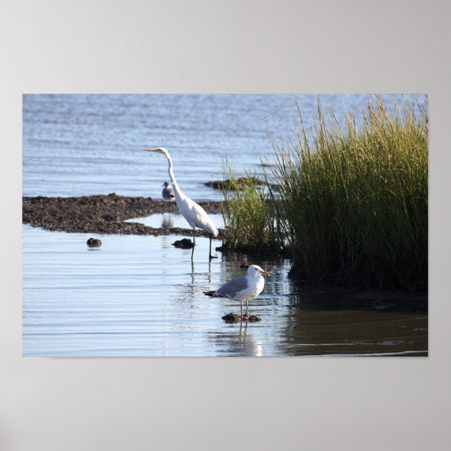 Poster Oiseaux dans l'eau (Devant)