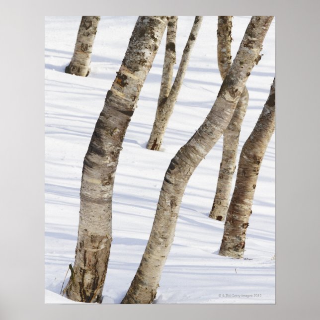 Poster Oiseaux d'argent dans un paysage enneigé (Devant)