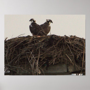 Poster Oiseaux de Balbuzards dans le nid