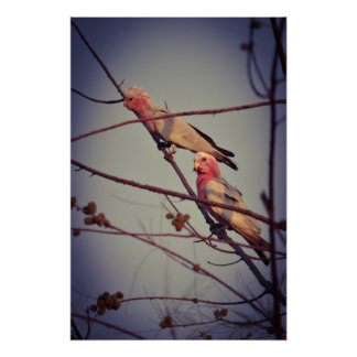 Poster Oiseaux de Galah dans l'arbre2