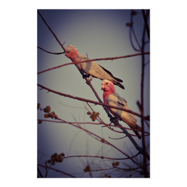 Poster Oiseaux de Galah dans l'arbre2 (Devant)
