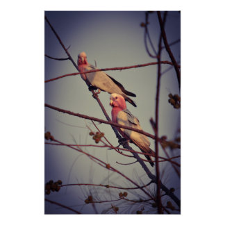 Poster Oiseaux de Galah dans l'arbre 1