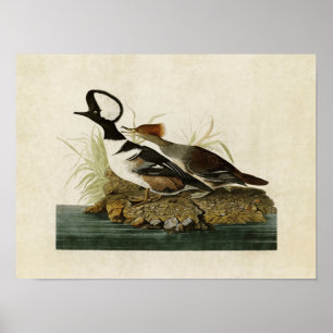 Poster Oiseaux du harle à capuchon du plat 232 % pipe%