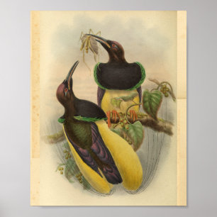 Poster Oiseaux du Paradis Oiseau Vert Jaune Vintage Impri
