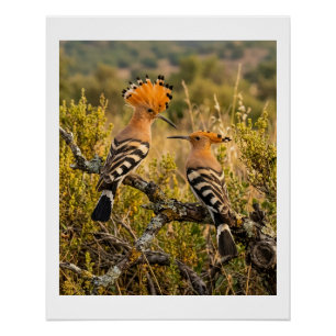 Poster Oiseaux huppe fasciée dans la nature paysage faune