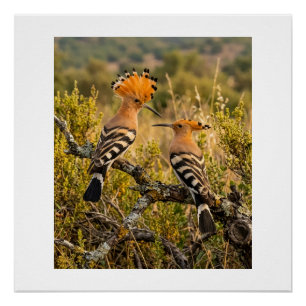 Poster Oiseaux huppés dans la nature paysage faune laine