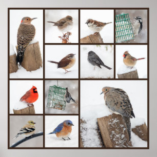 Poster Oiseaux jardins en neige