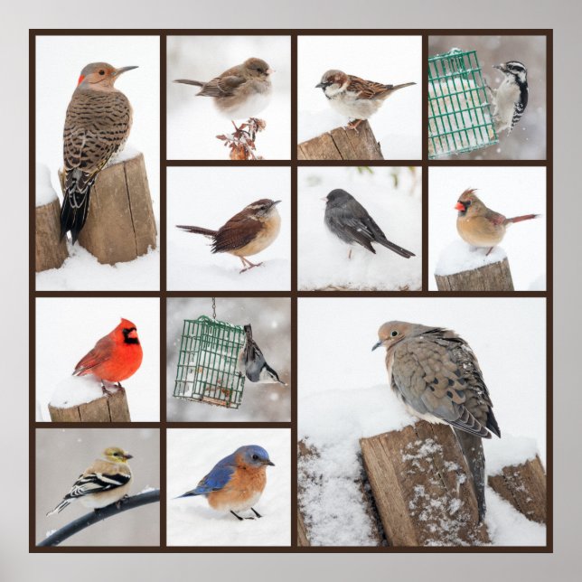 Poster Oiseaux jardins en neige (Devant)