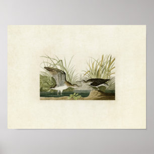 Poster Oiseaux pipe% solitaires du bécasseau   du plat