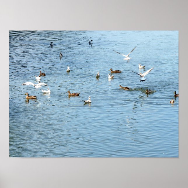 Poster Oiseaux Sur La Rivière D'Été (Devant)