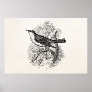 Poster Oiseaux vintages d'illustration d'oiseau de