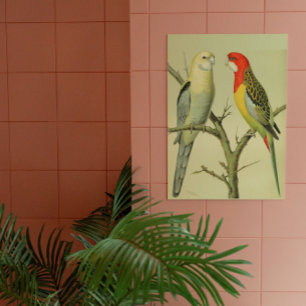 Poster Oiseaux vintages - ROSELLA PARAKEETS