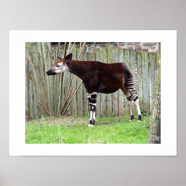 Poster Okapi debout près d'une clôture (Devant)
