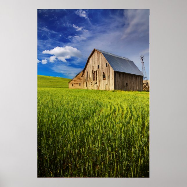Poster Old Barn Surrounded by Spring Wheat Field 1 (Devant)