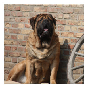 Poster old english mastiff
