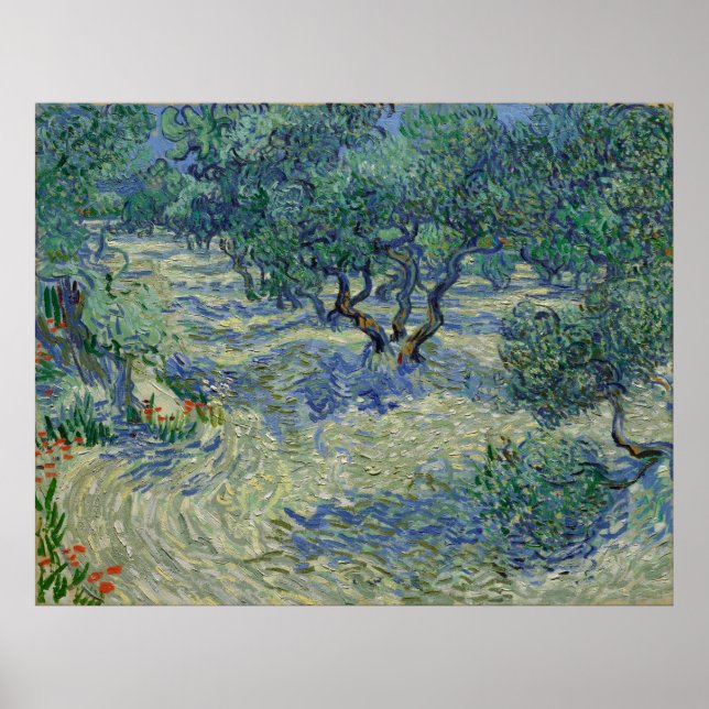 Poster Olive Orchard by Vincent Van Gogh (Devant)