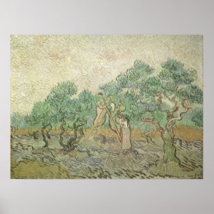 Poster Olive Picking by Vincent van Gogh, Vintage Art