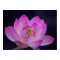 OM et fleur de lotus