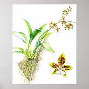 Poster Oncidium Leucochilum orchidée en art fin aquarelle