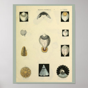 Poster Optométrie Anatomie oculaire Art Médicale Imprimer