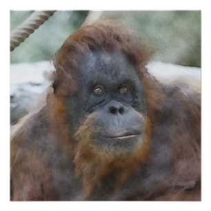Poster Orang aquarelle