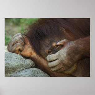 Poster Orang-outan de Sumatra, Pongo pygmaeus