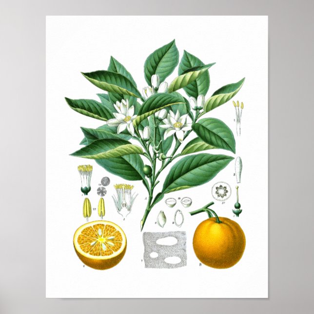Poster Orange Agrumes Fruit Botanique Imprimer n° 1 Wall  (Devant)