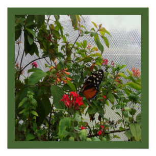 POSTER ORANGE BUTTERFLY