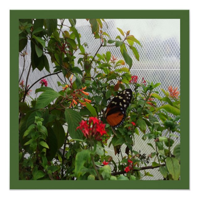 POSTER ORANGE BUTTERFLY (Devant)