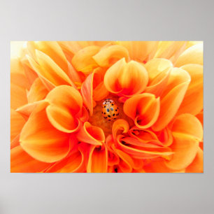 Poster Orange Dahlia et Ladybug