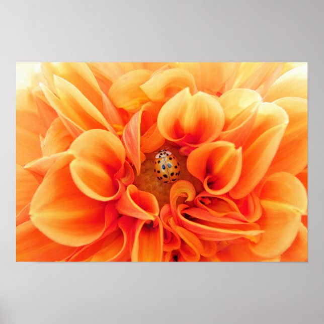 Poster Orange Dahlia et Ladybug (Devant)
