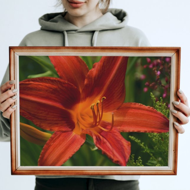 Poster Orange Daylily Floral (In Situ)