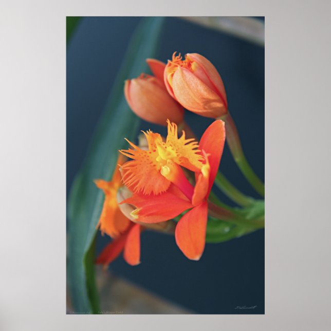 Poster Orange Epi Orange Orange Orchidée -40x60 -a (Devant)