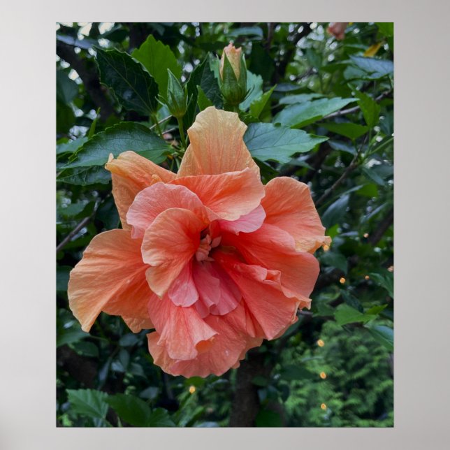 Poster Orange Flower Photo (Devant)