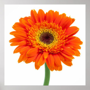 Poster Orange Gerbera Daisy Flower