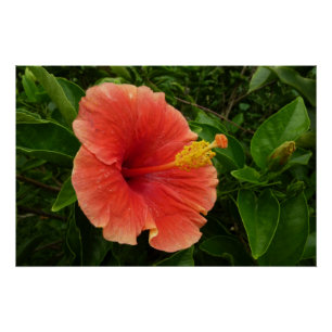 Poster Orange Hibiscus Fleur Tropical Floral