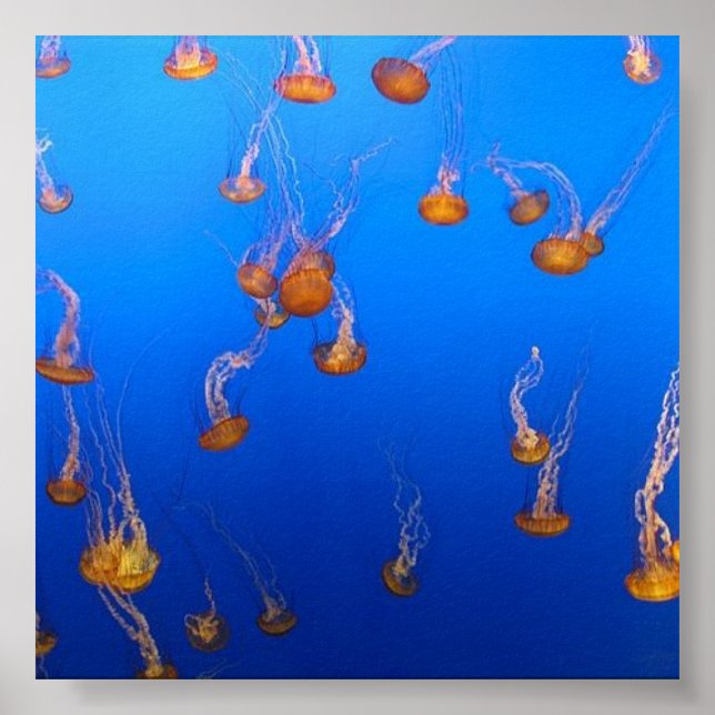 Poster Orange Jellyfish (Devant)