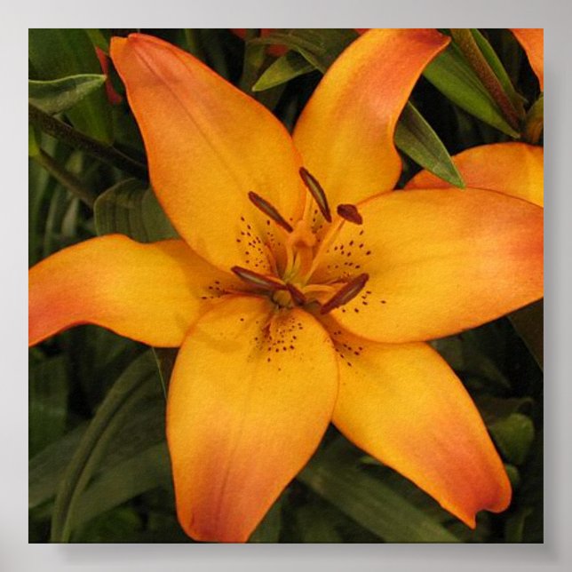 Poster Orange Lily (Devant)