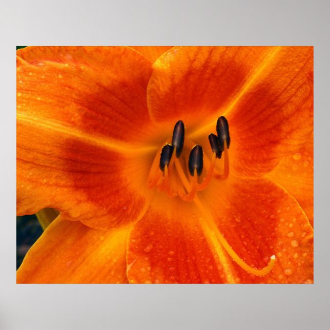 Poster Orange Lily (Devant)