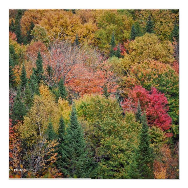 Poster Orange Red Bush (Devant)