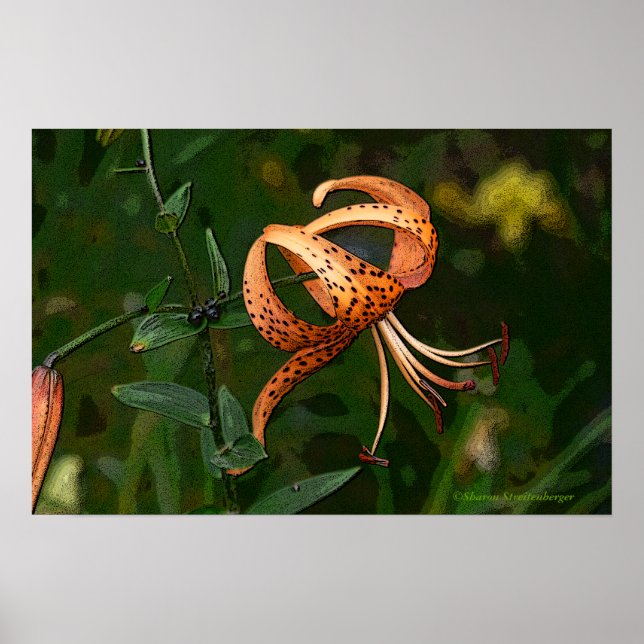 POSTER "ORANGE SPOTTED TIGER LILY (PHOTOG.) (Devant)