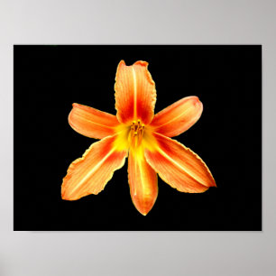 Poster Orange Tiger Lily