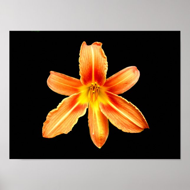 Poster Orange Tiger Lily (Devant)