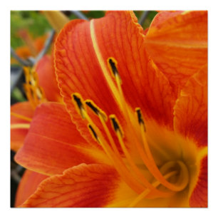 Poster orange vif
