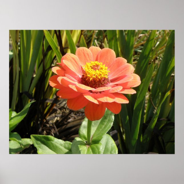 Poster Orange Zinnia (Devant)