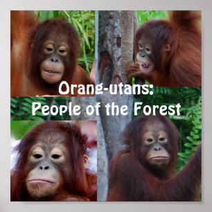 Poster Orangs-outans