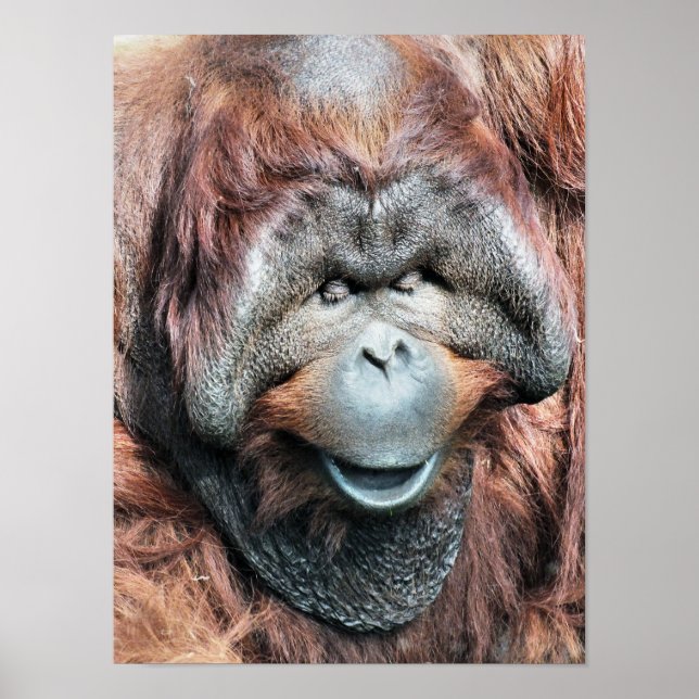 POSTER ORANGUTAN (Devant)