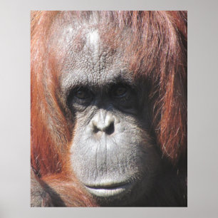 Poster Orangutan Eyes