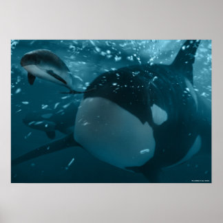 Poster Orca hunts porpoise